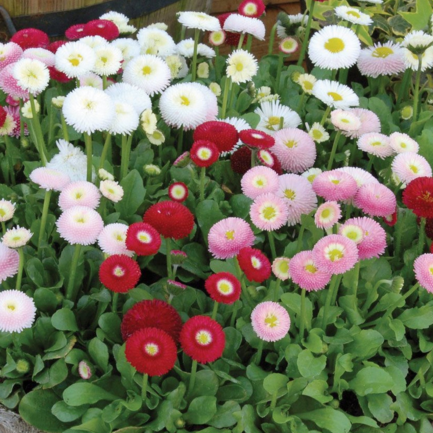 Bedding Plants - Bellis Bellissima Mixed (6 Pack)