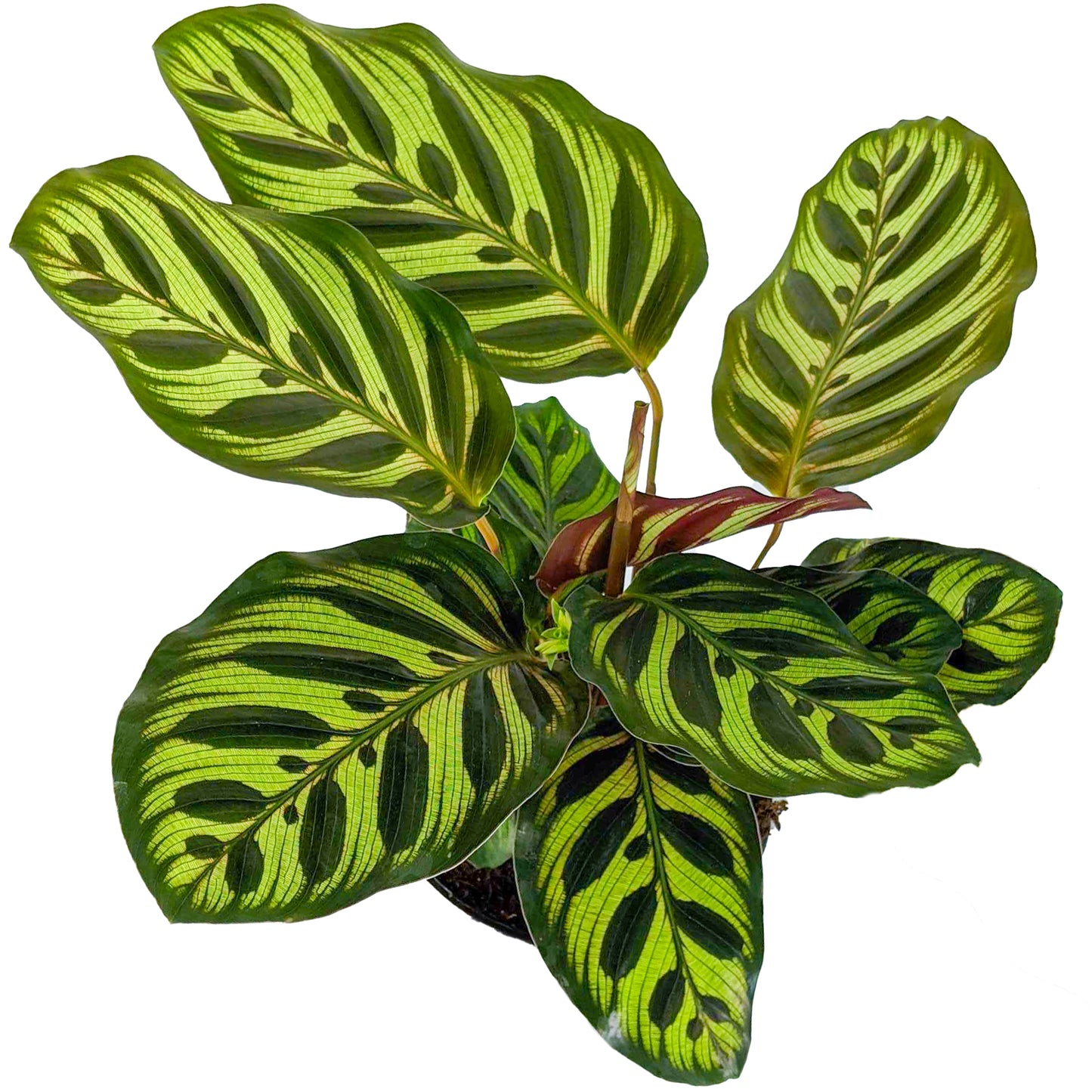 Calathea Makoyana