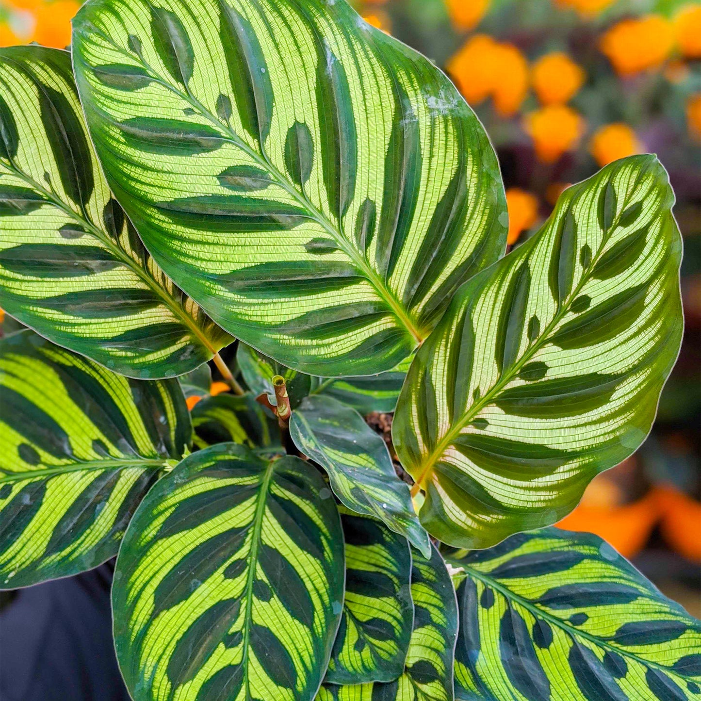 Calathea Makoyana
