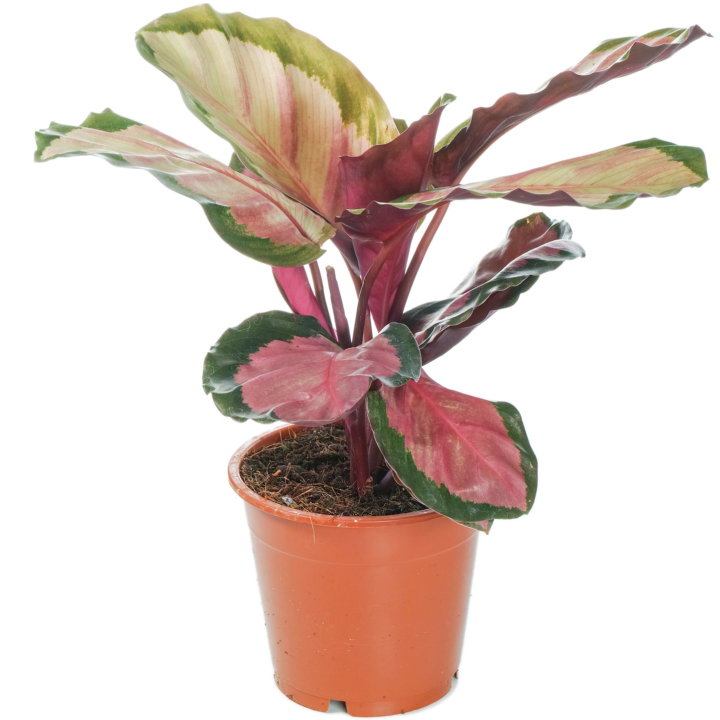 Calathea Roseopicta Rosy (12cm) V2