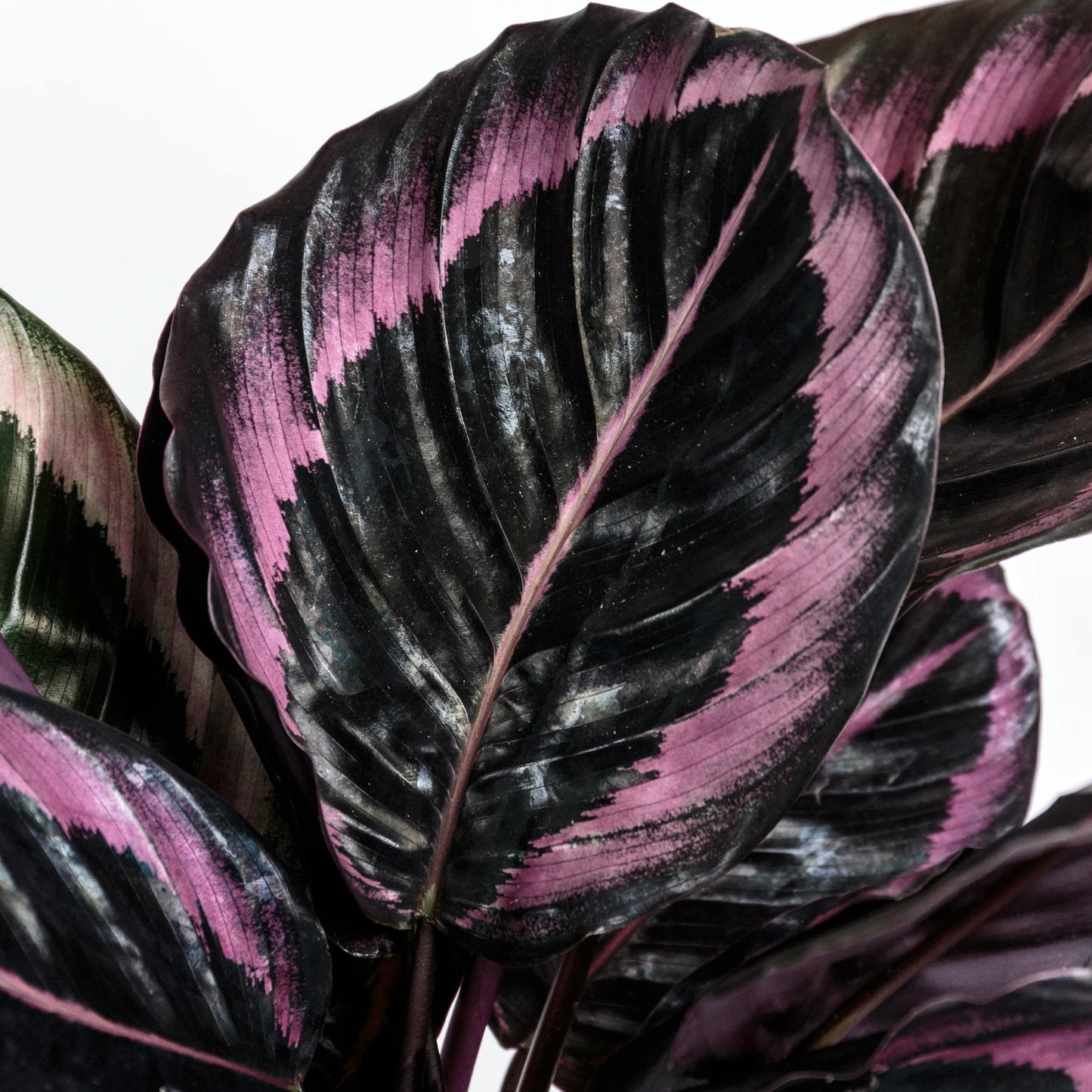 Calathea Surprise Star