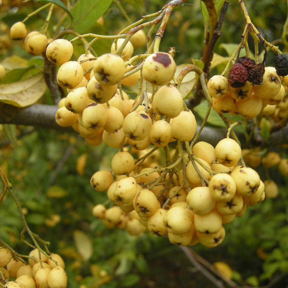 Cotoneaster Rothschildianus Tree (12L, 5-6ft)
