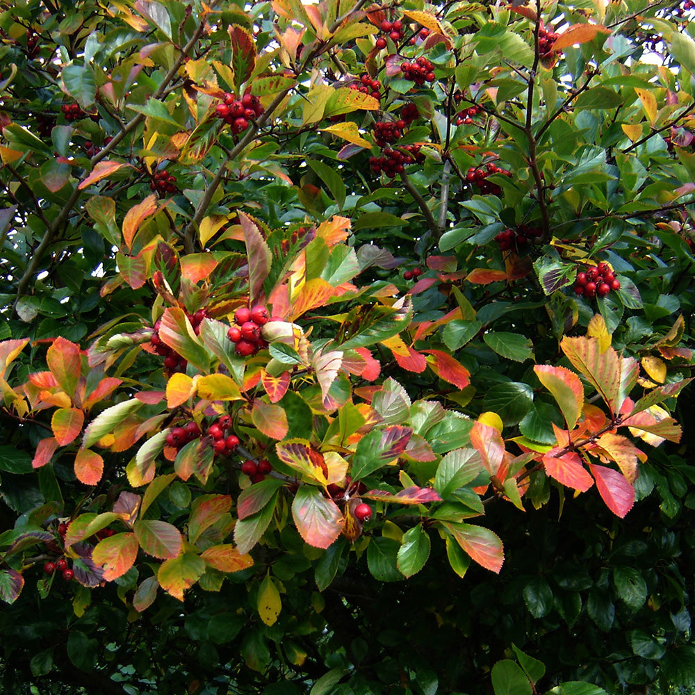 Crataegus Prunifolia Tree (12L, 5-6ft)