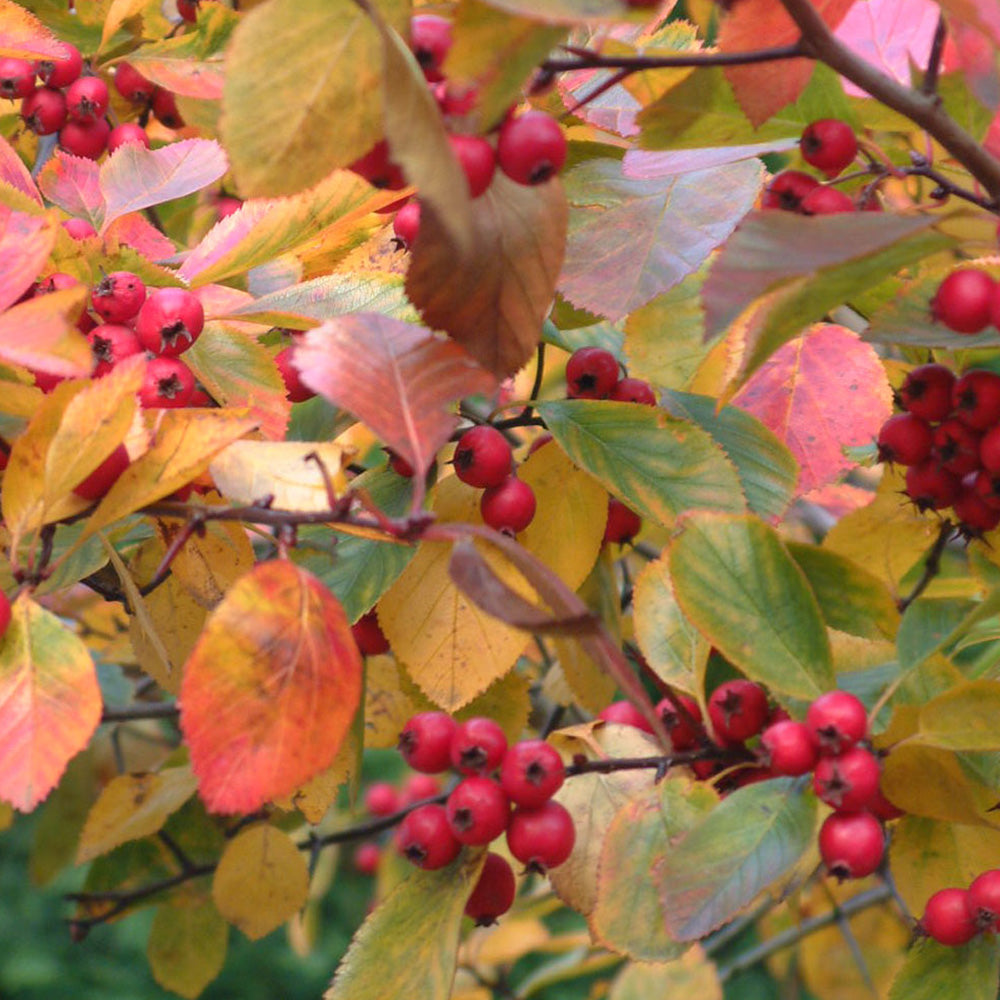 Crataegus Prunifolia Tree (12L, 5-6ft)