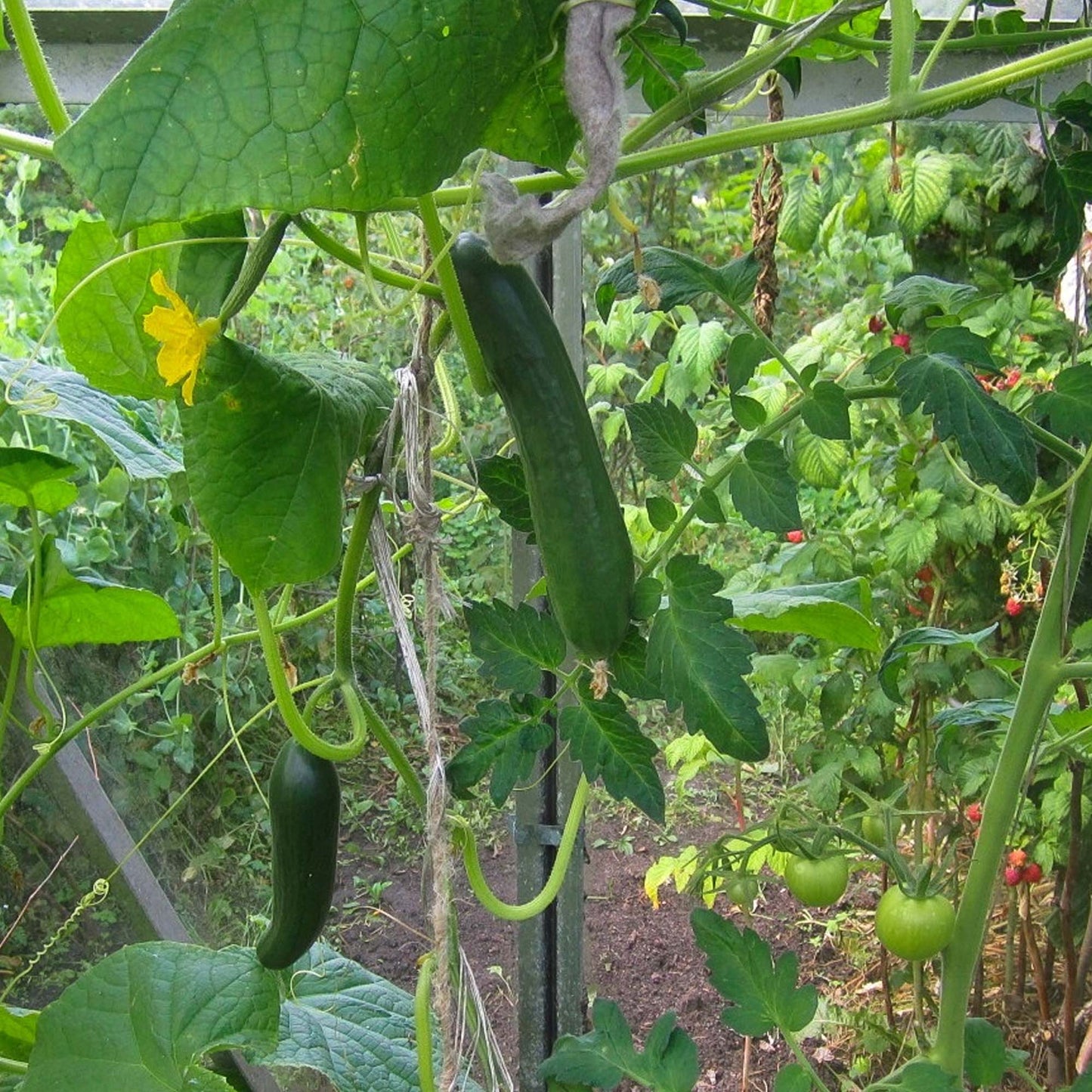 Cucumber Passandra