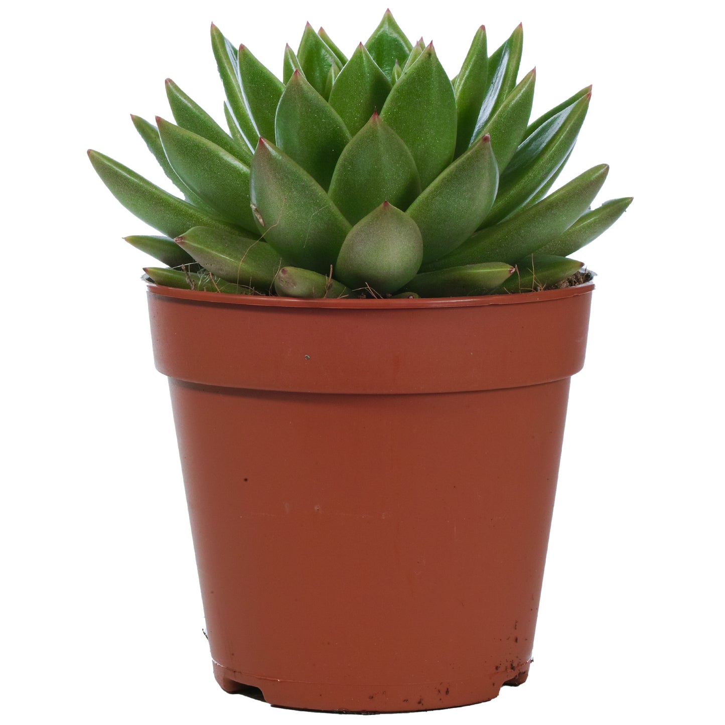 Echeveria Miranda (12cm) V3