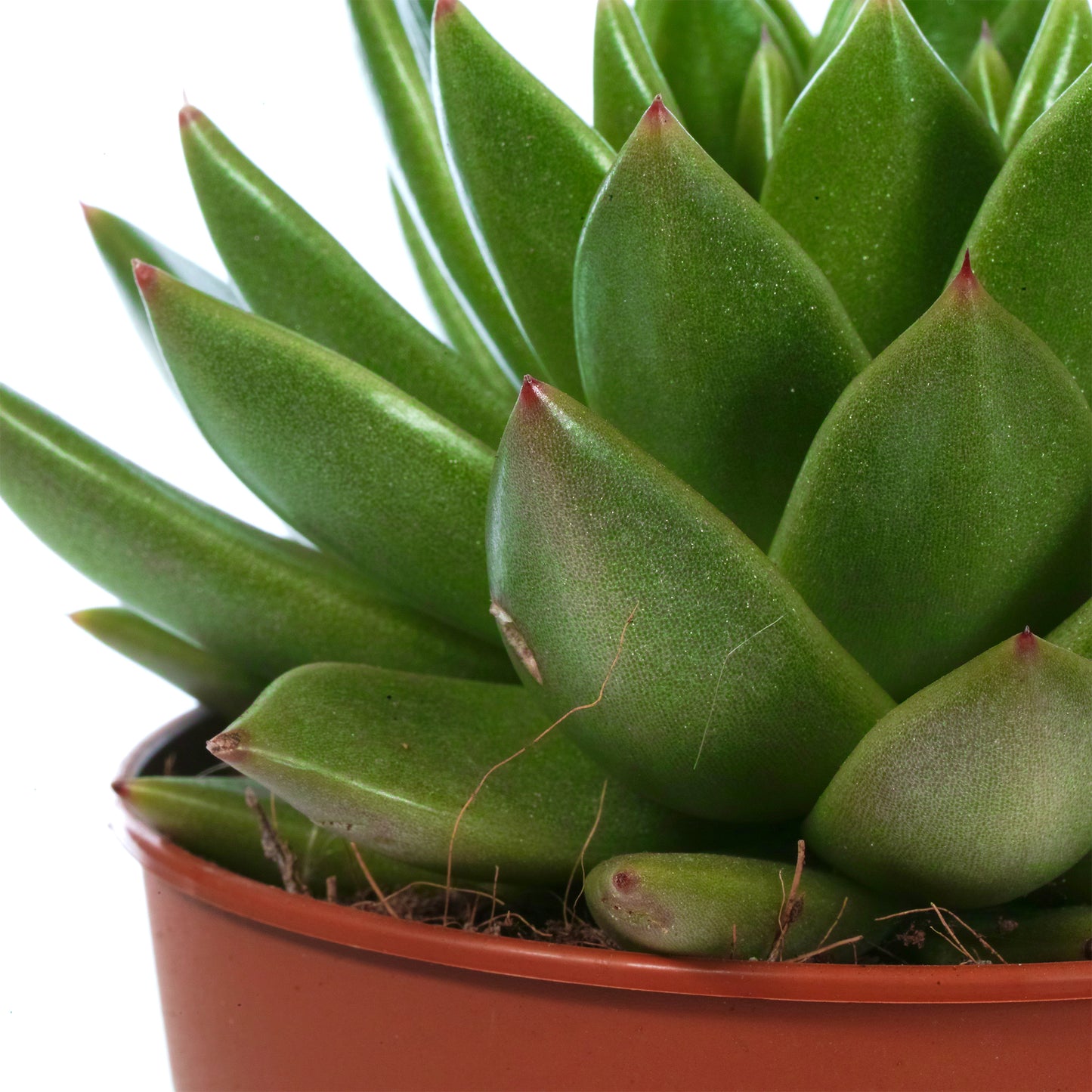 Echeveria Miranda (12cm) V3