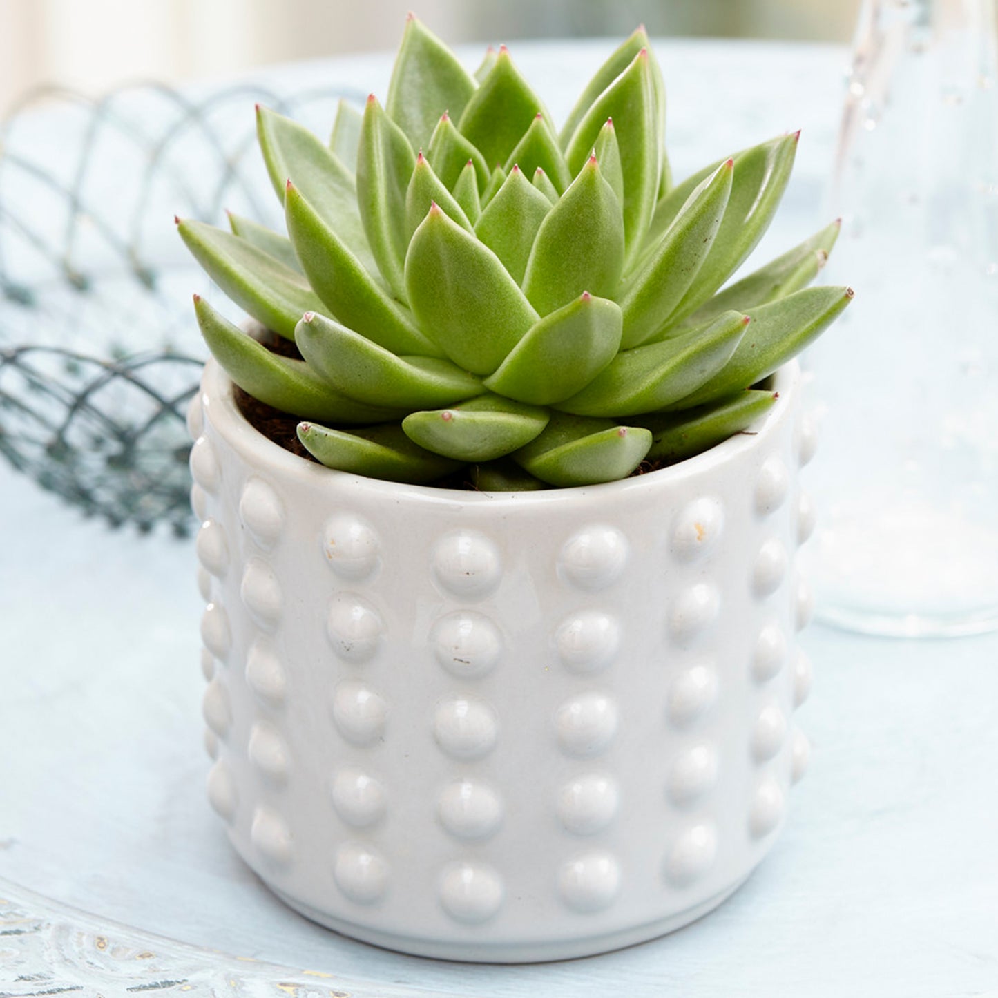 Echeveria Miranda (12cm) V3