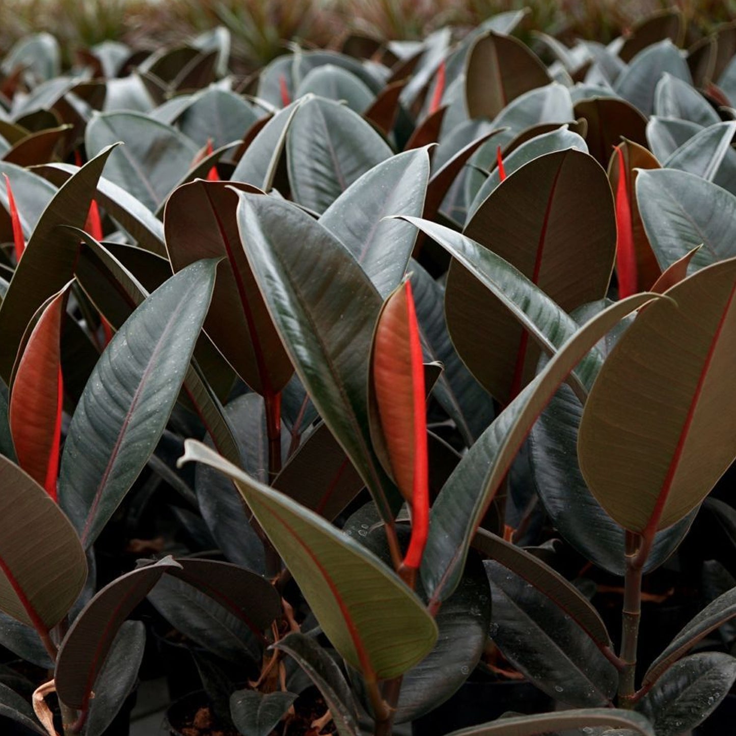 Ficus Abidjan (12cm) V3