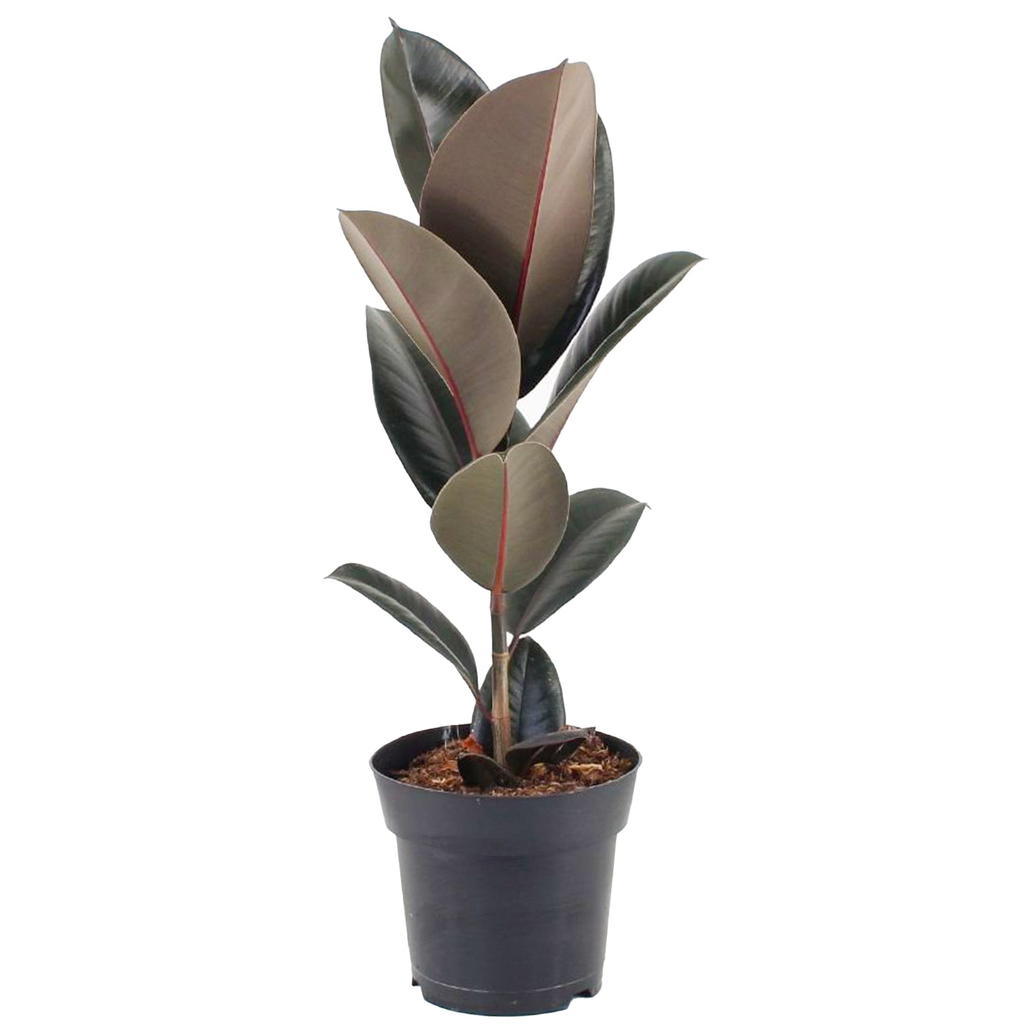 Ficus Abidjan (12cm) V3