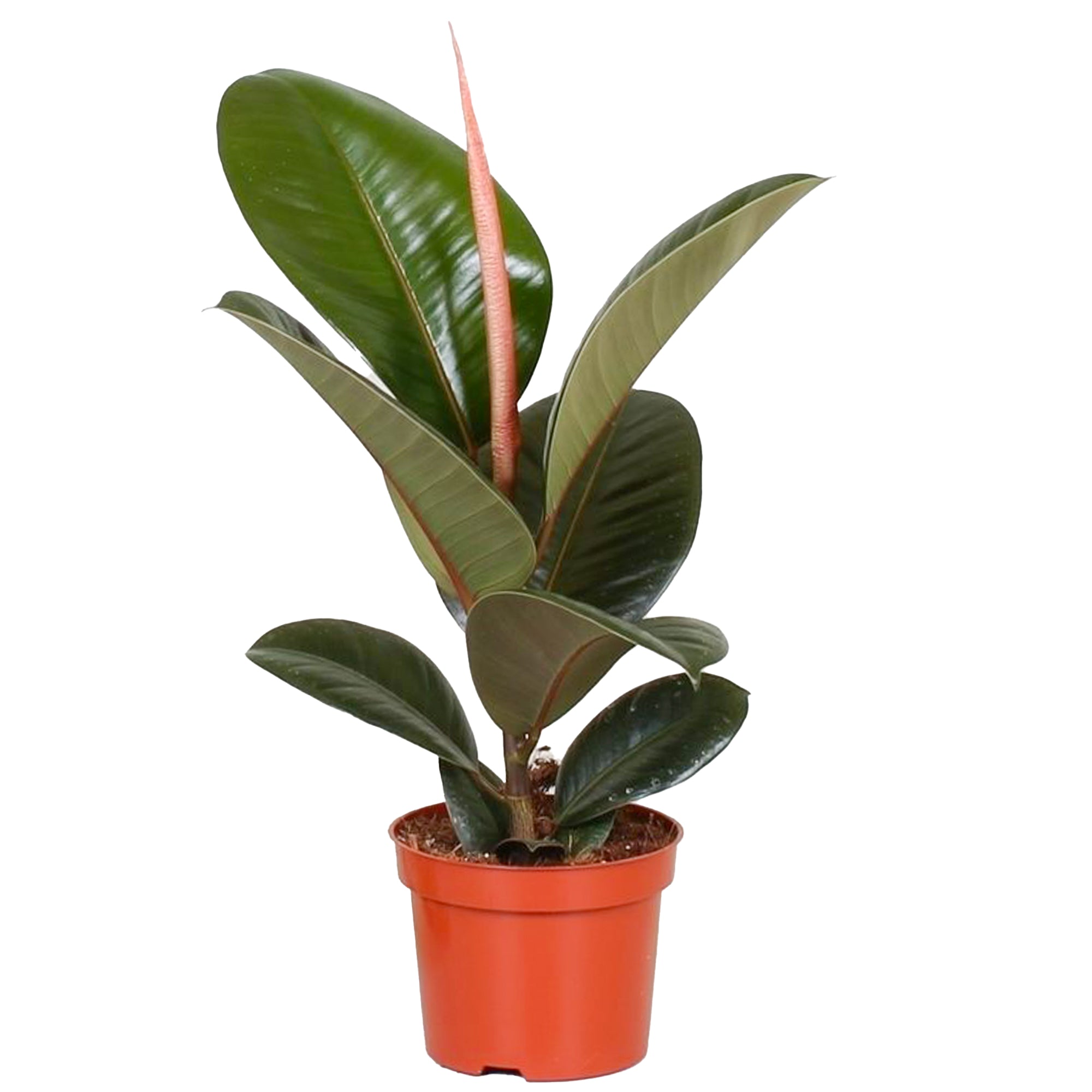 Ficus robusta, un árbol muy decorativo Ficus robusta, un árbol muy decorativo
