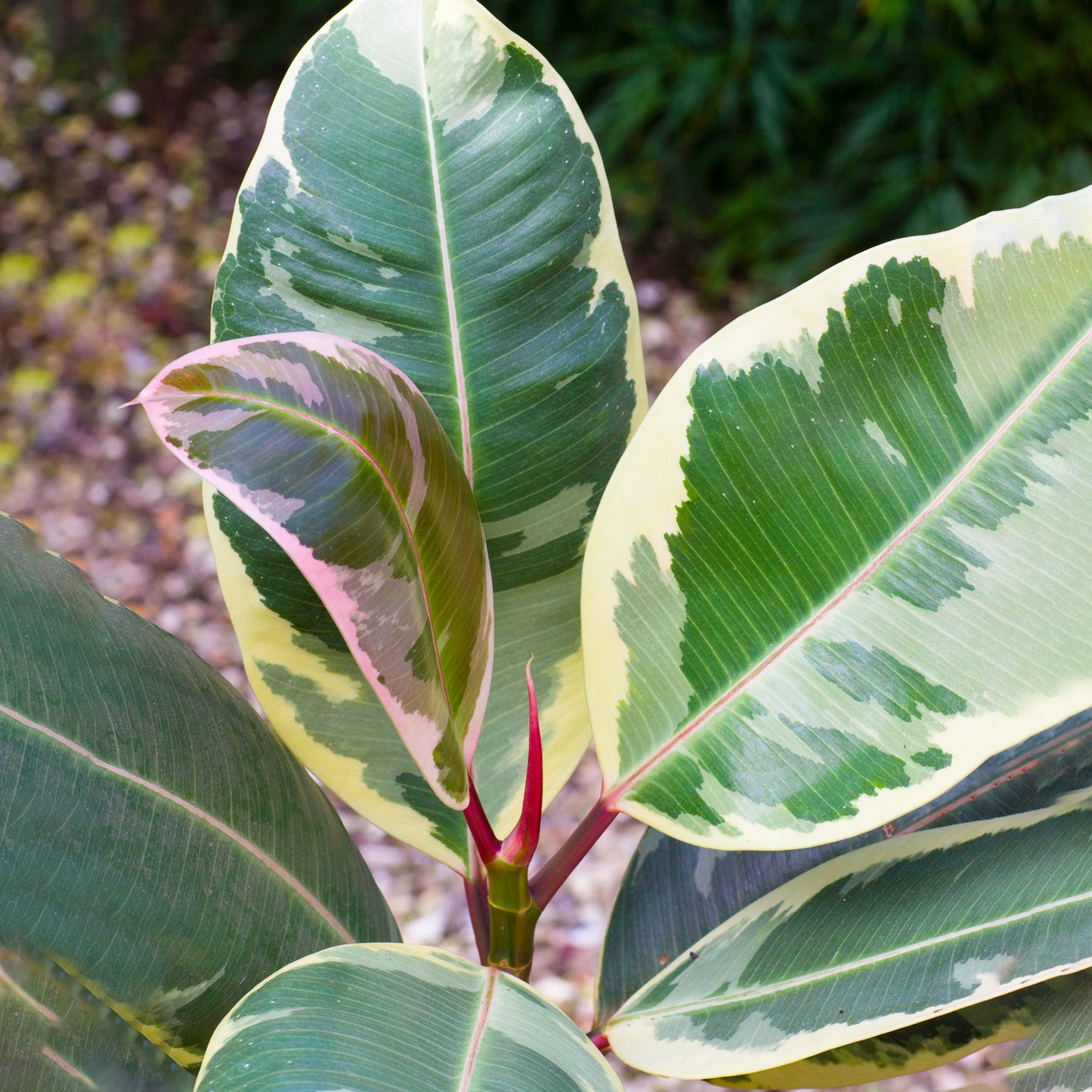 Ficus Tineke (12cm) V3