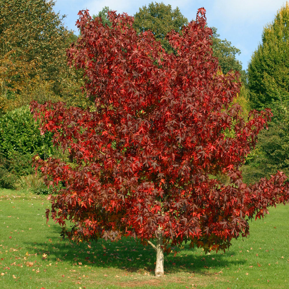 Liquidambar Worplesdon Tree (12L, 5-6ft)