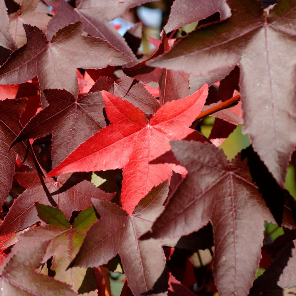 Liquidambar Worplesdon Tree (12L, 5-6ft)