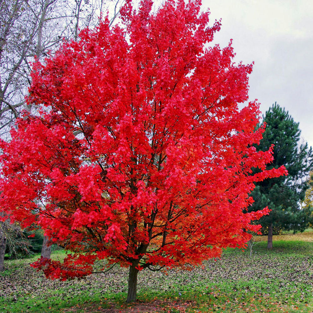 Acer October Glory Tree (12L, 5-6ft)