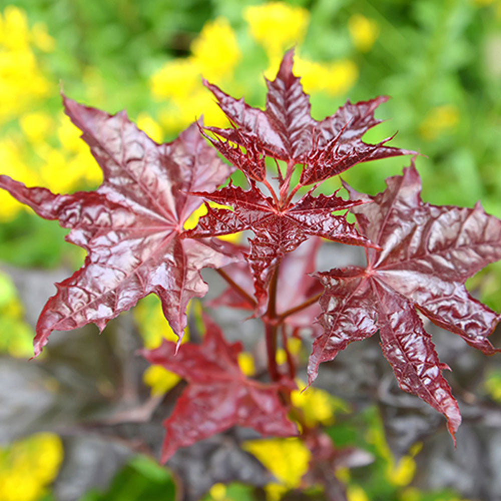 Acer Crimson King Tree (12L, 5-6ft)