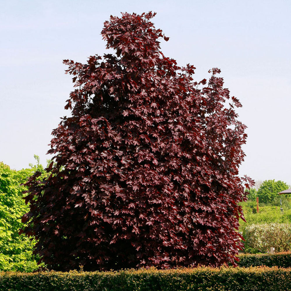 Acer Crimson King Tree (12L, 5-6ft)