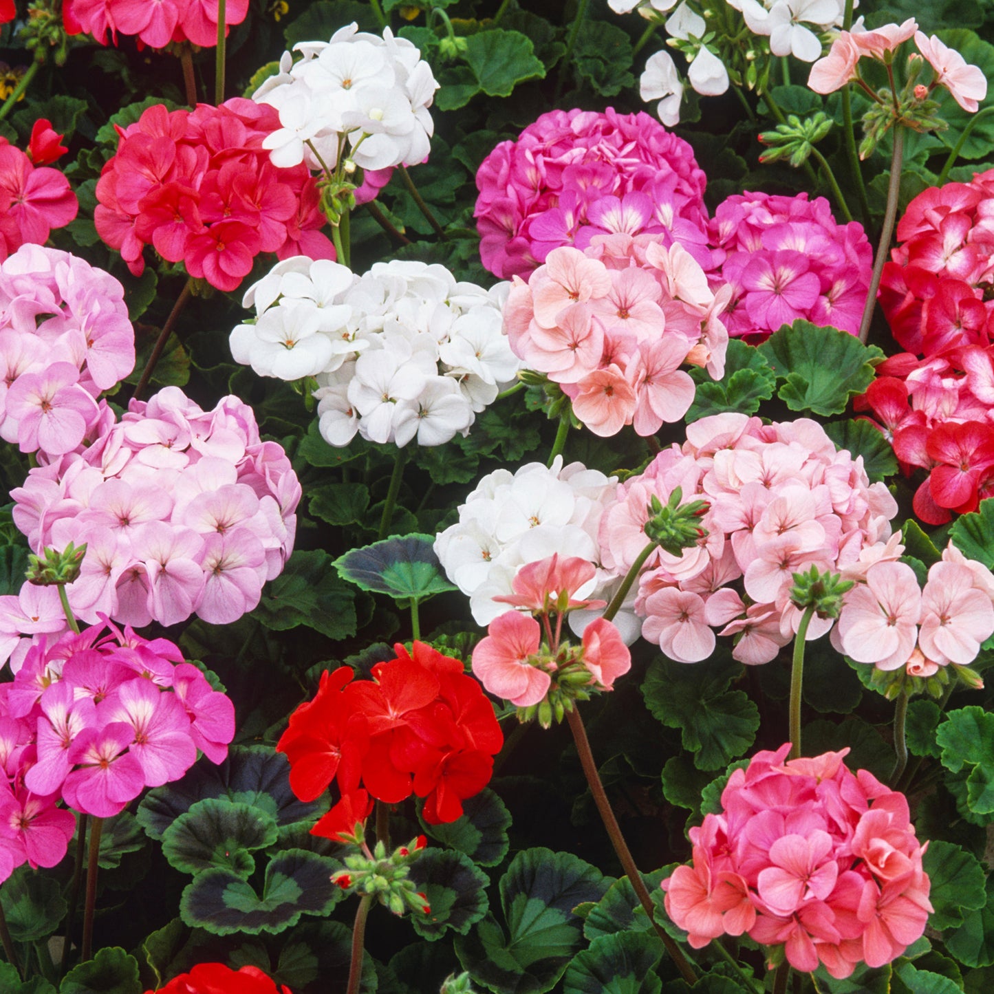 Bedding Plants - Geranium F1 Horizon Mix (6 Pack)