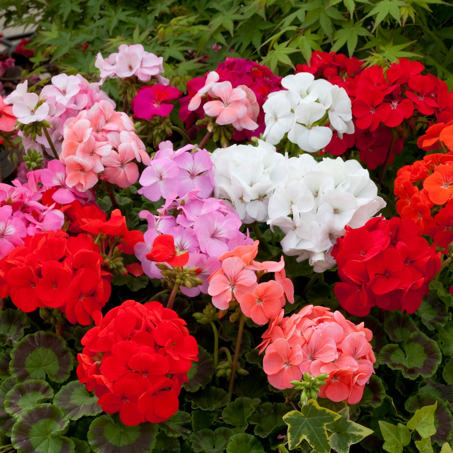 Bedding Plants - Geranium F1 Horizon Mix (6 Pack)
