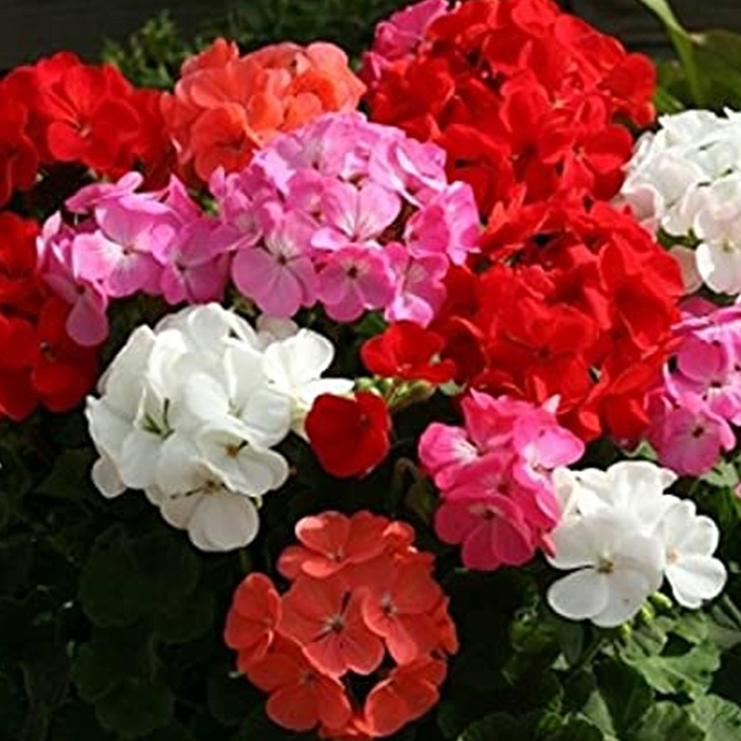 Bedding Plants - Geranium F1 Horizon Mix (6 Pack)