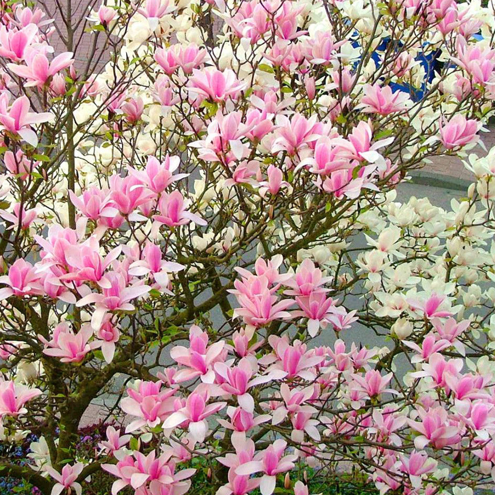 Magnolia Heaven Scent Tree (12L, 5-6ft)