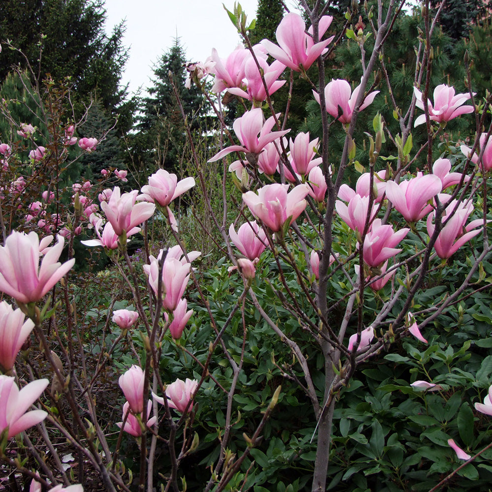 Magnolia Heaven Scent Tree (12L, 5-6ft)