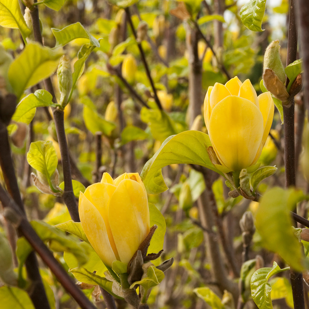 Magnolia Yellow Bird Tree (12L, 5-6ft)