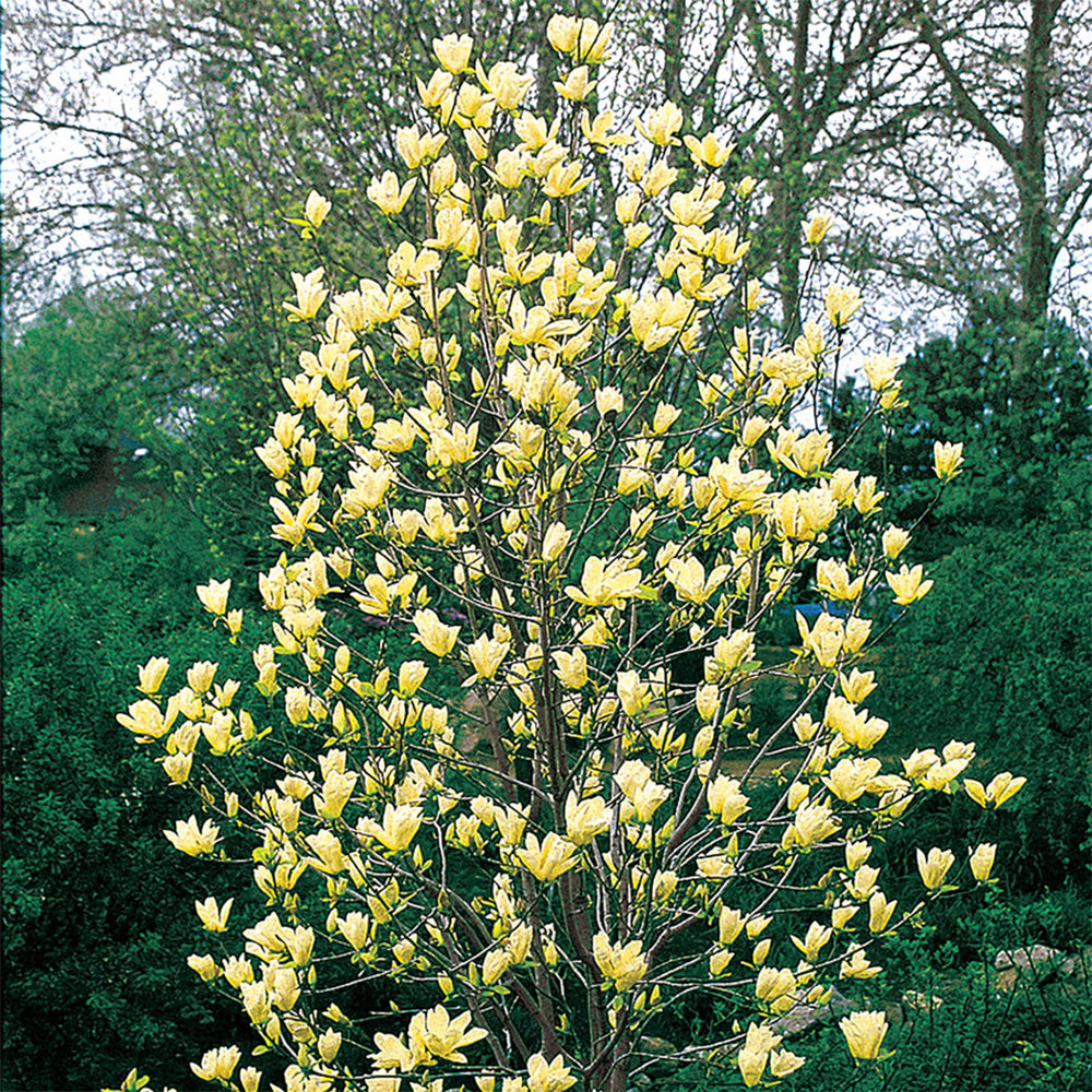 Magnolia Yellow Bird Tree (12L, 5-6ft)