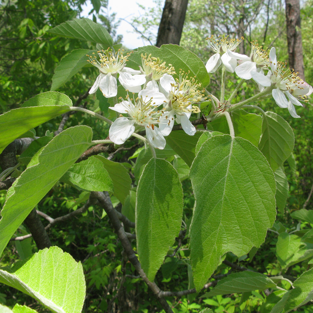 Malus Tschonoskii Tree (12L, 5-6ft)