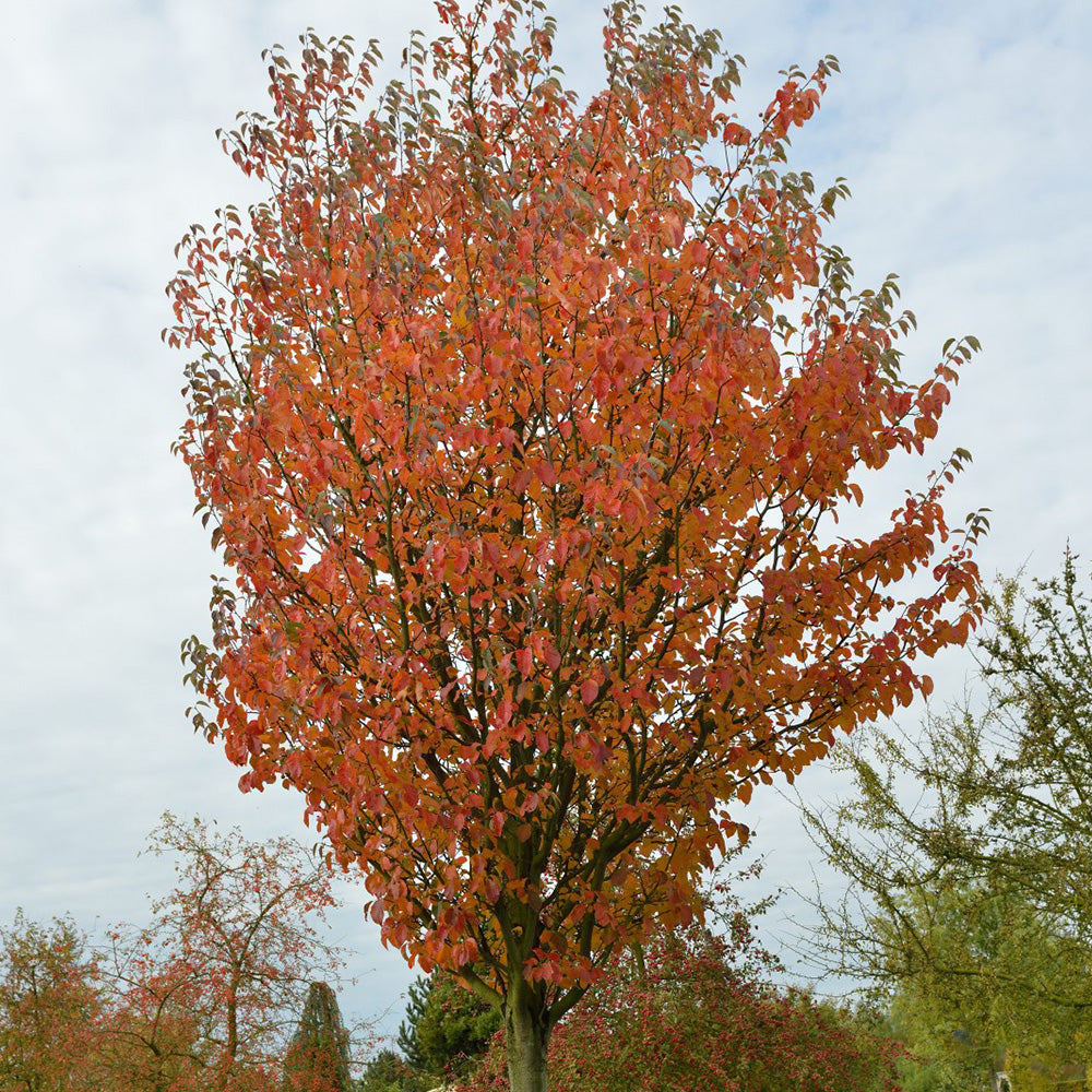Malus Tschonoskii Tree (12L, 5-6ft)