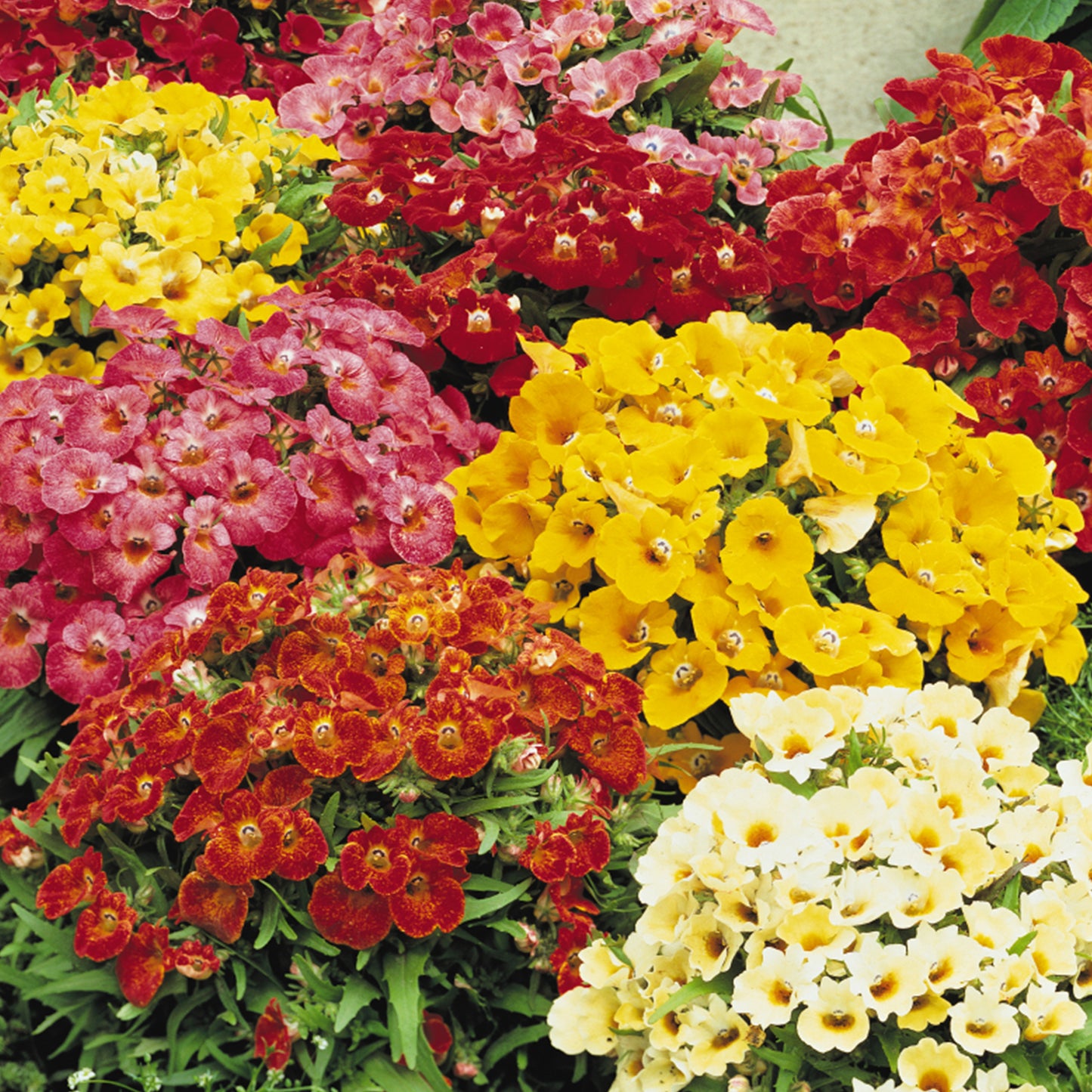 Bedding Plants - Nemesia Sundrops Mixed (6 Pack)