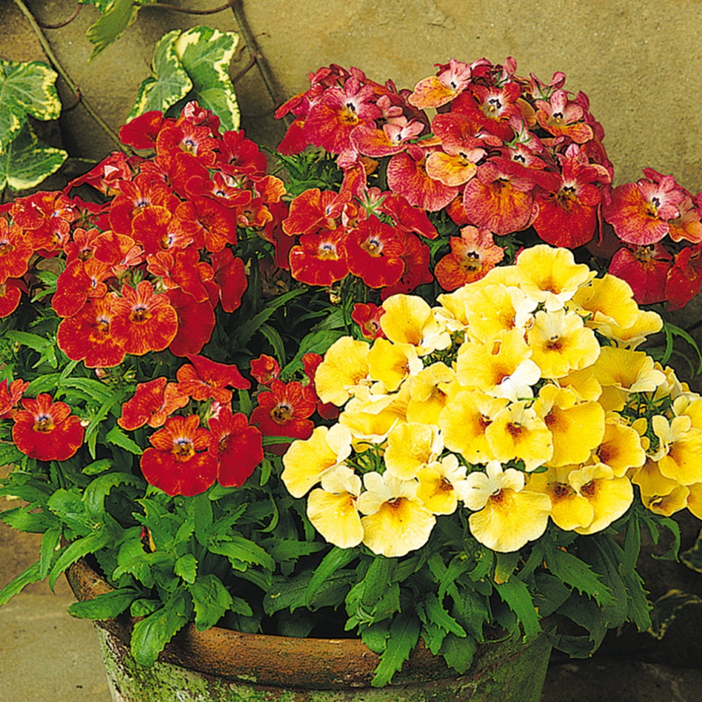 Bedding Plants - Nemesia Sundrops Mixed (6 Pack)
