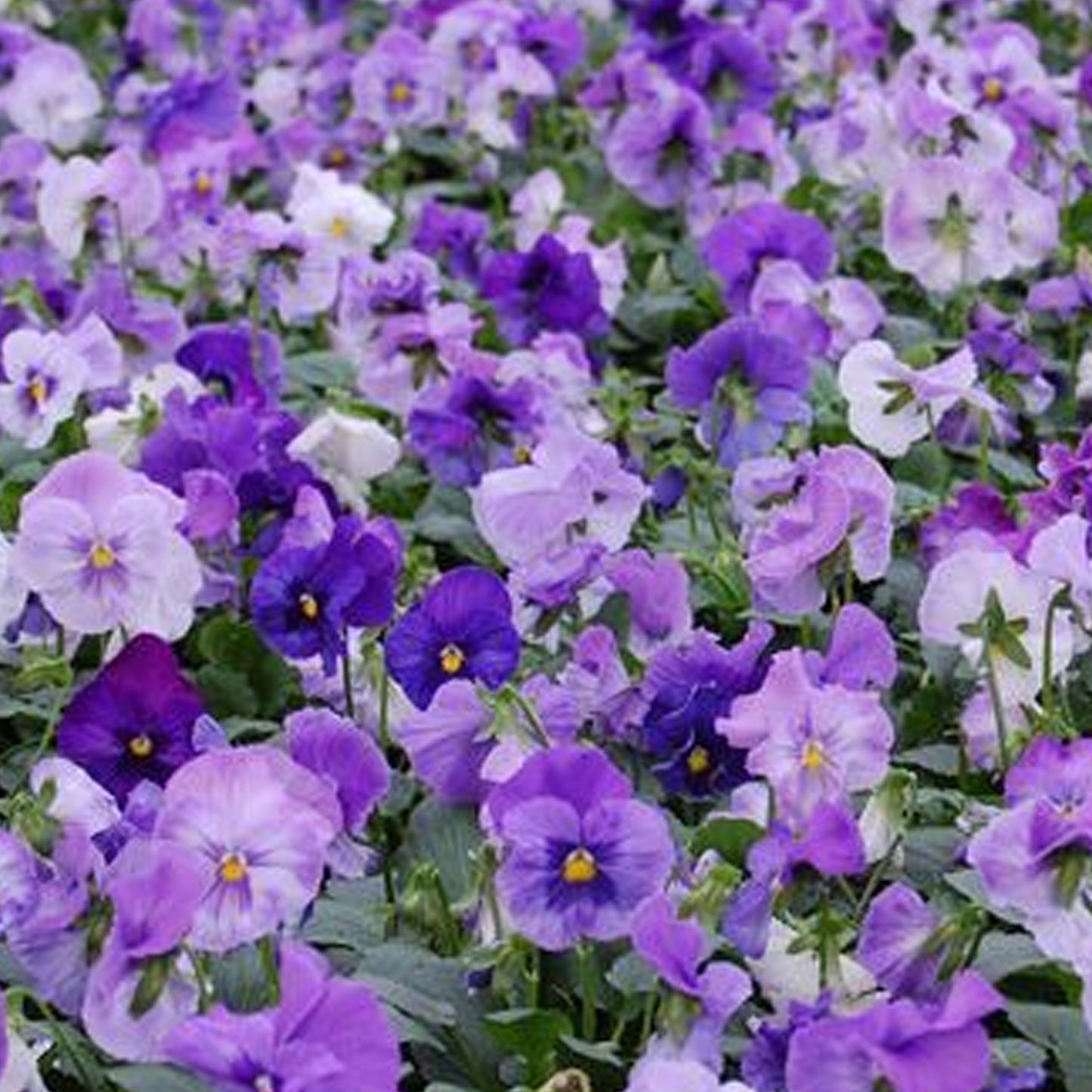 Bedding Plants - Pansy Lavender (6 Pack)