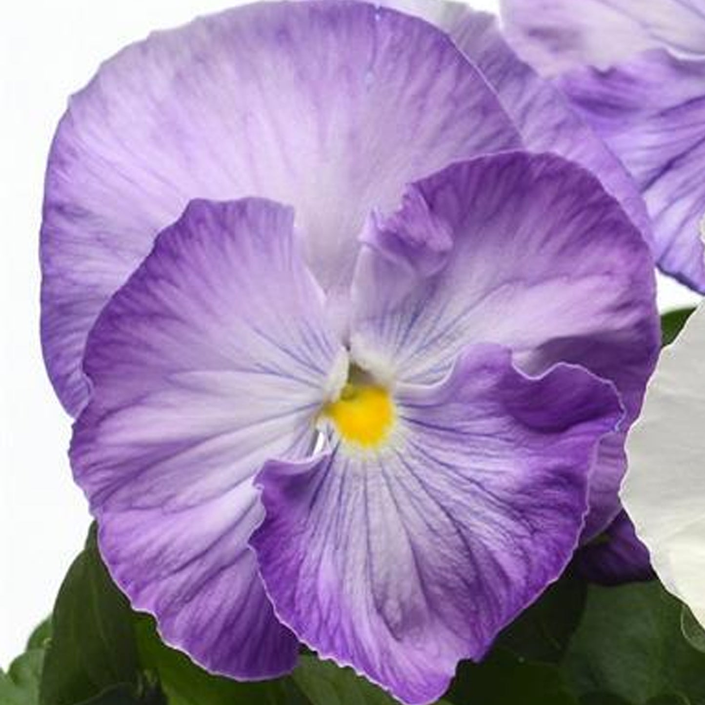 Bedding Plants - Pansy Lavender (6 Pack)