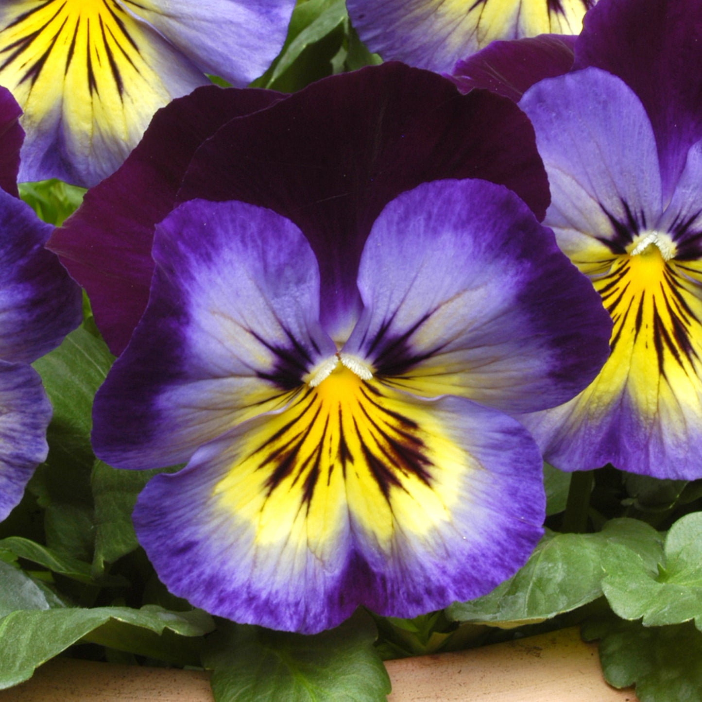 Bedding Plants - Pansy Midnight Glow (6 Pack)