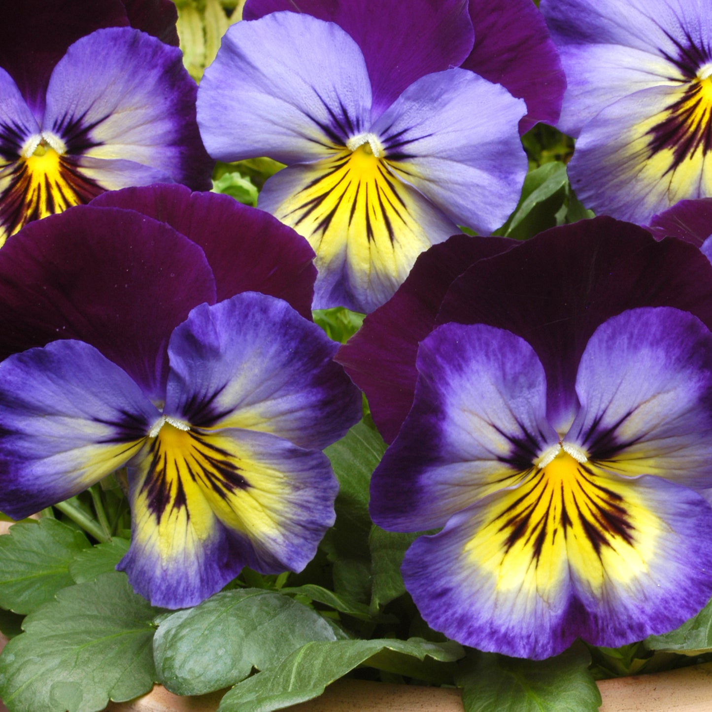 Bedding Plants - Pansy Midnight Glow (6 Pack)