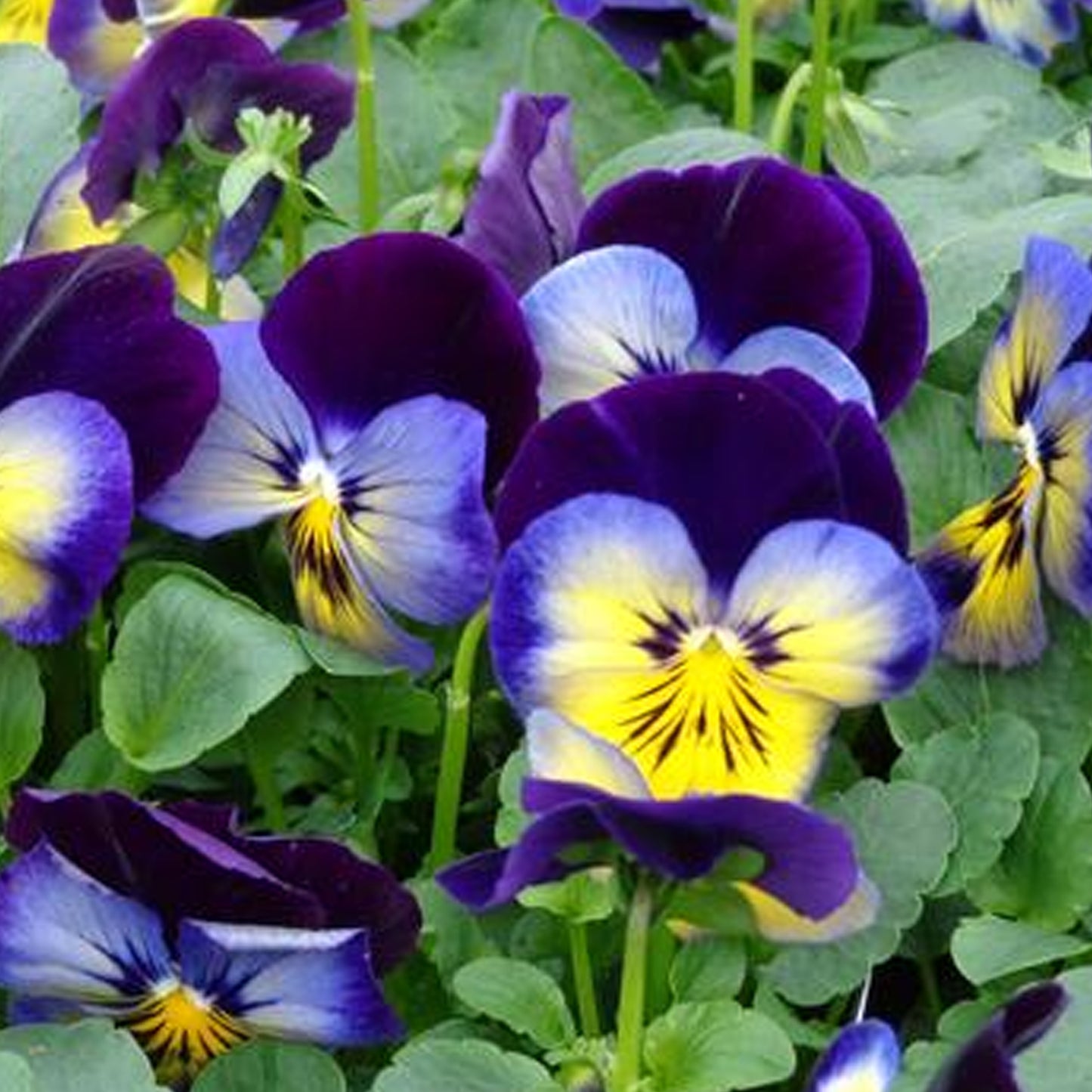 Bedding Plants - Pansy Midnight Glow (6 Pack)