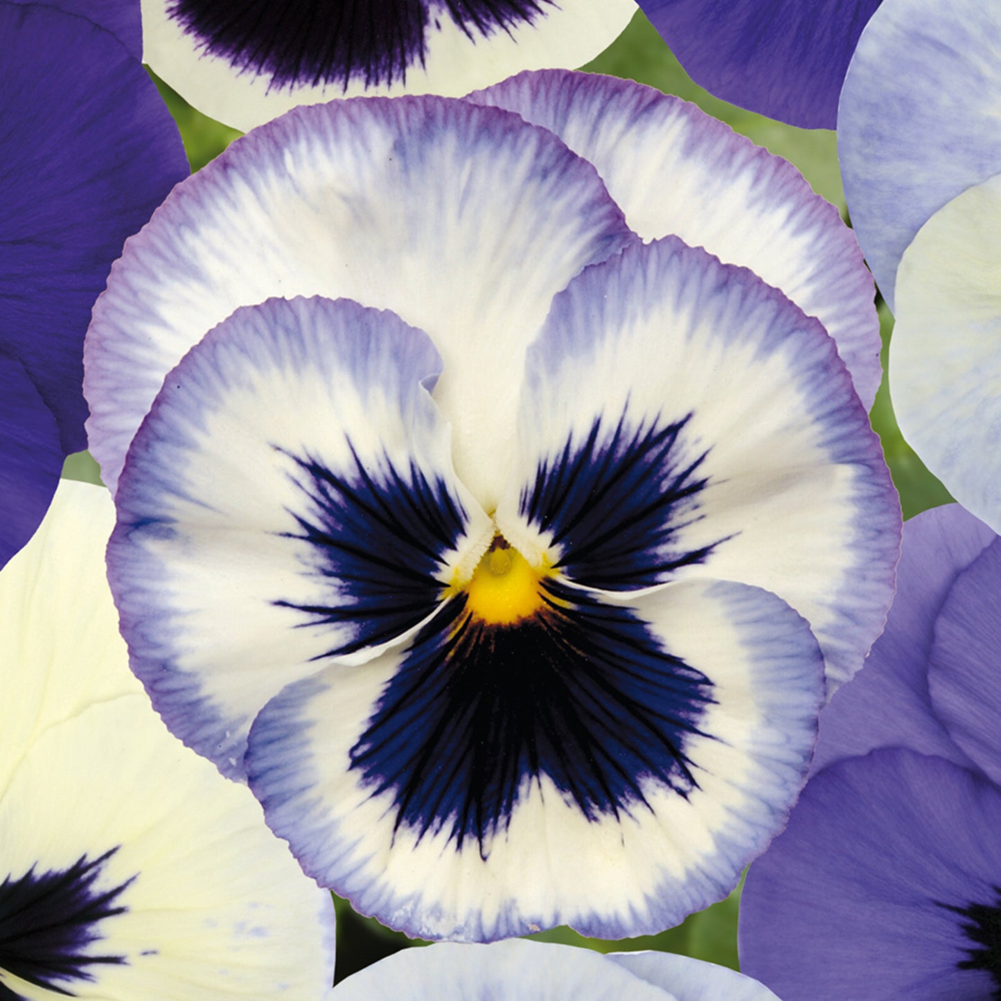 Bedding Plants - Pansy Ocean Breeze (6 Pack)