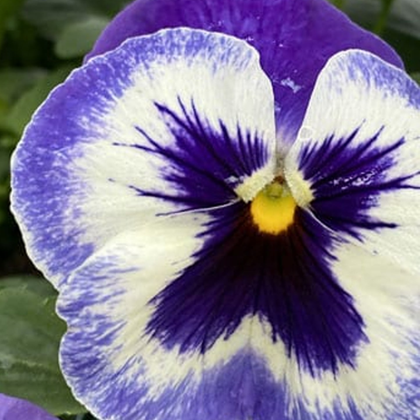 Bedding Plants - Pansy Ocean Breeze (6 Pack)
