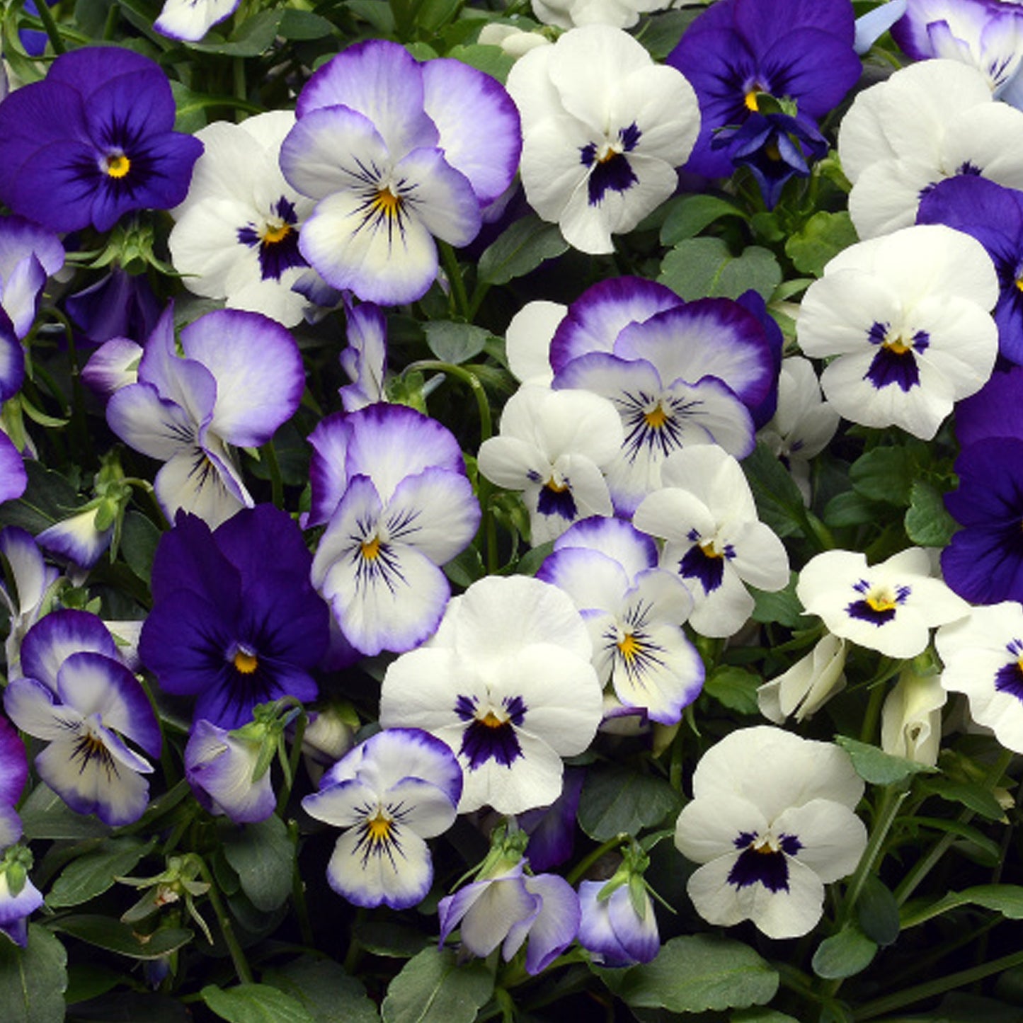 Bedding Plants - Pansy Ocean Breeze (6 Pack)