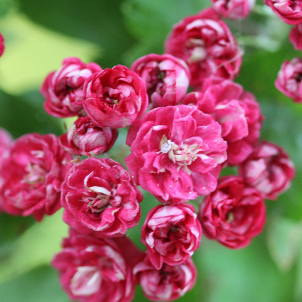 Crataegus Pauls Scarlet Tree (12L, 5-6ft)