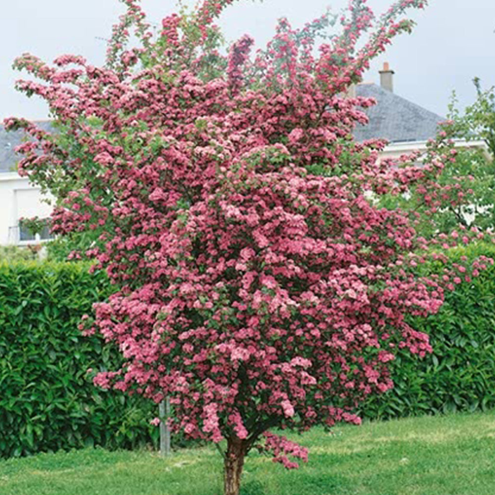 Crataegus Pauls Scarlet Tree (12L, 5-6ft)
