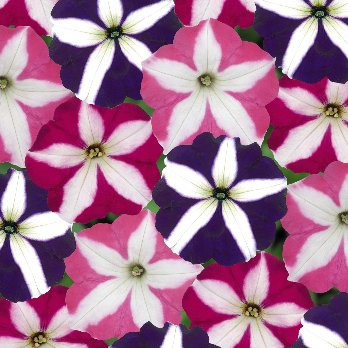 Bedding Plants - Petunia F1 Frenzy Star Mixed (6 Pack)