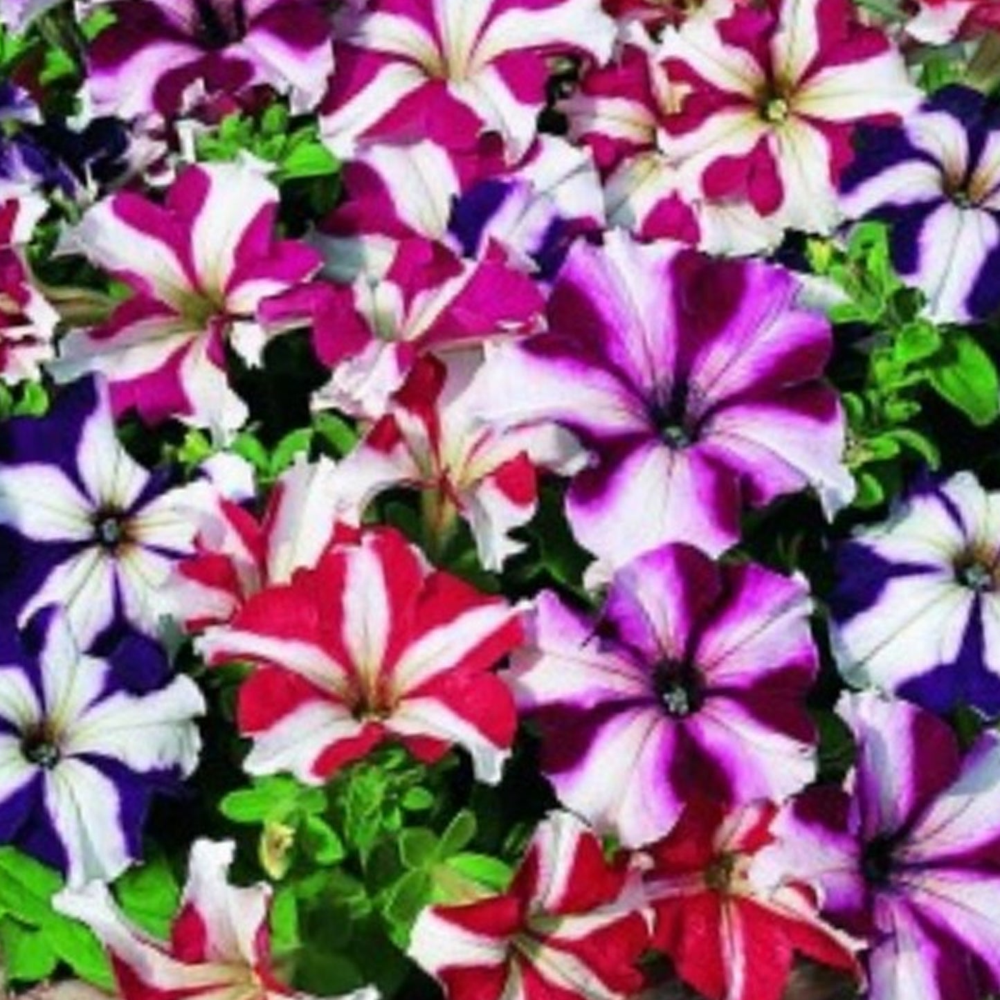 Bedding Plants - Petunia F1 Frenzy Star Mixed (6 Pack)