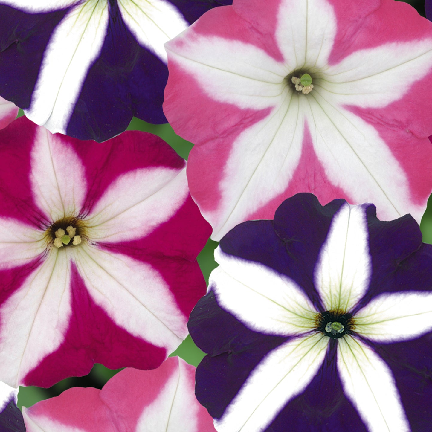 Bedding Plants - Petunia F1 Frenzy Star Mixed (6 Pack)