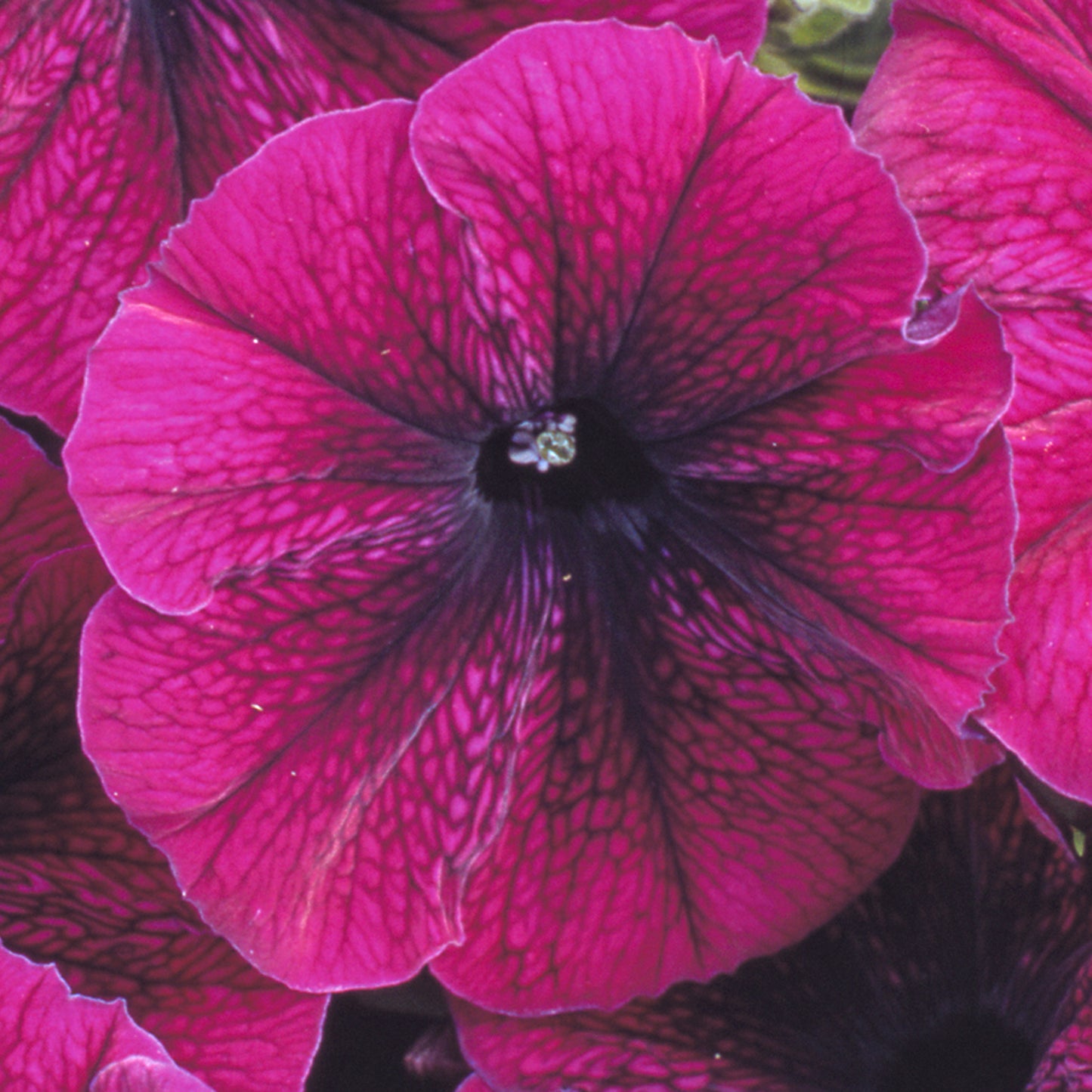 Bedding Plants - Petunia F1 Frenzy Velvet (6 Pack)
