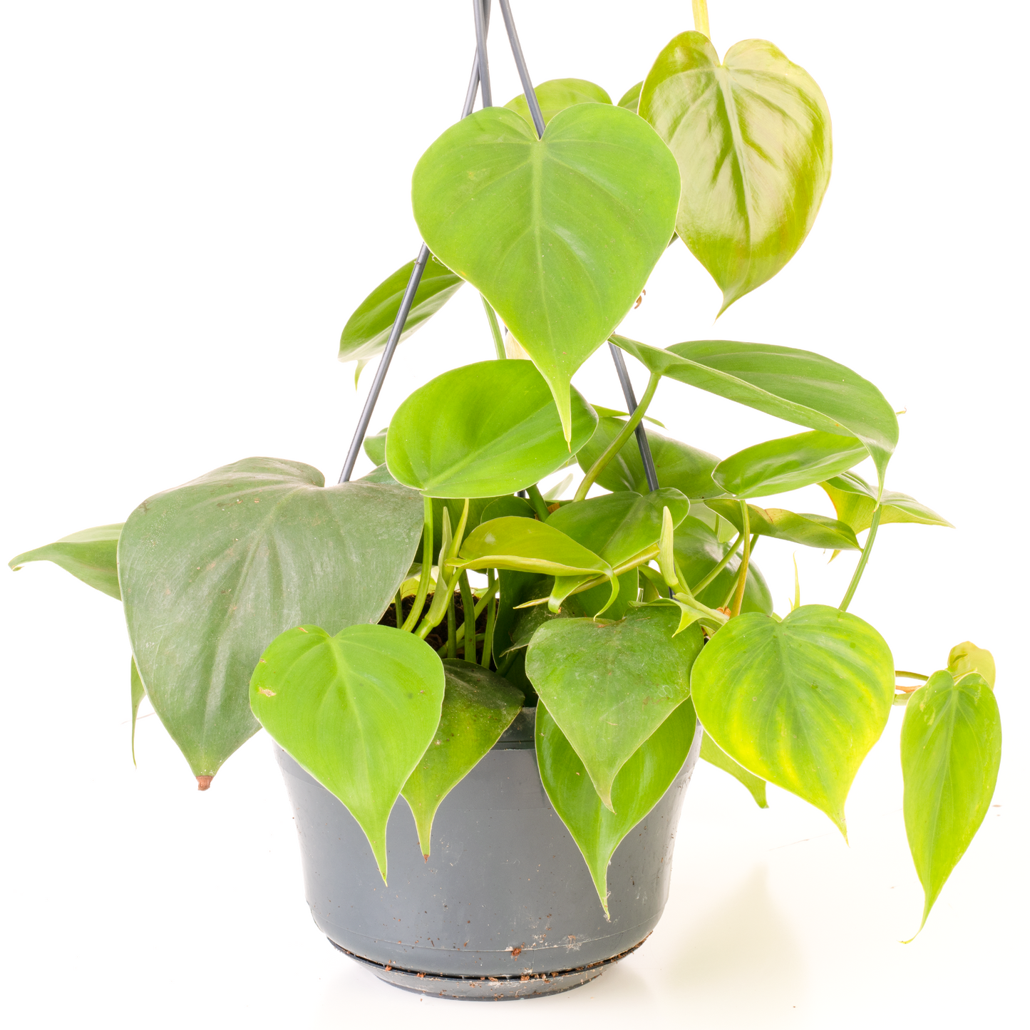 Philodendron scandens