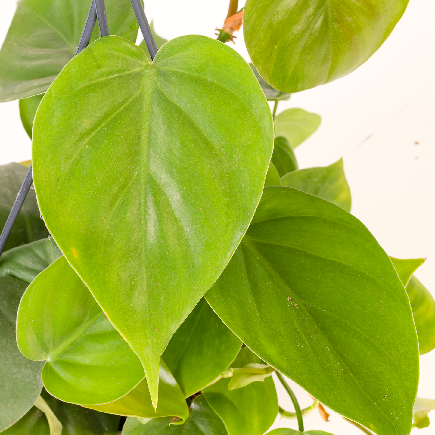 Philodendron scandens