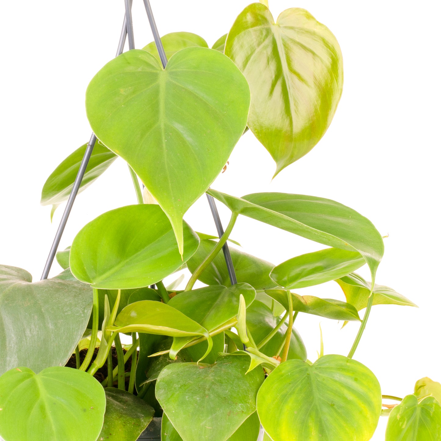 Philodendron scandens