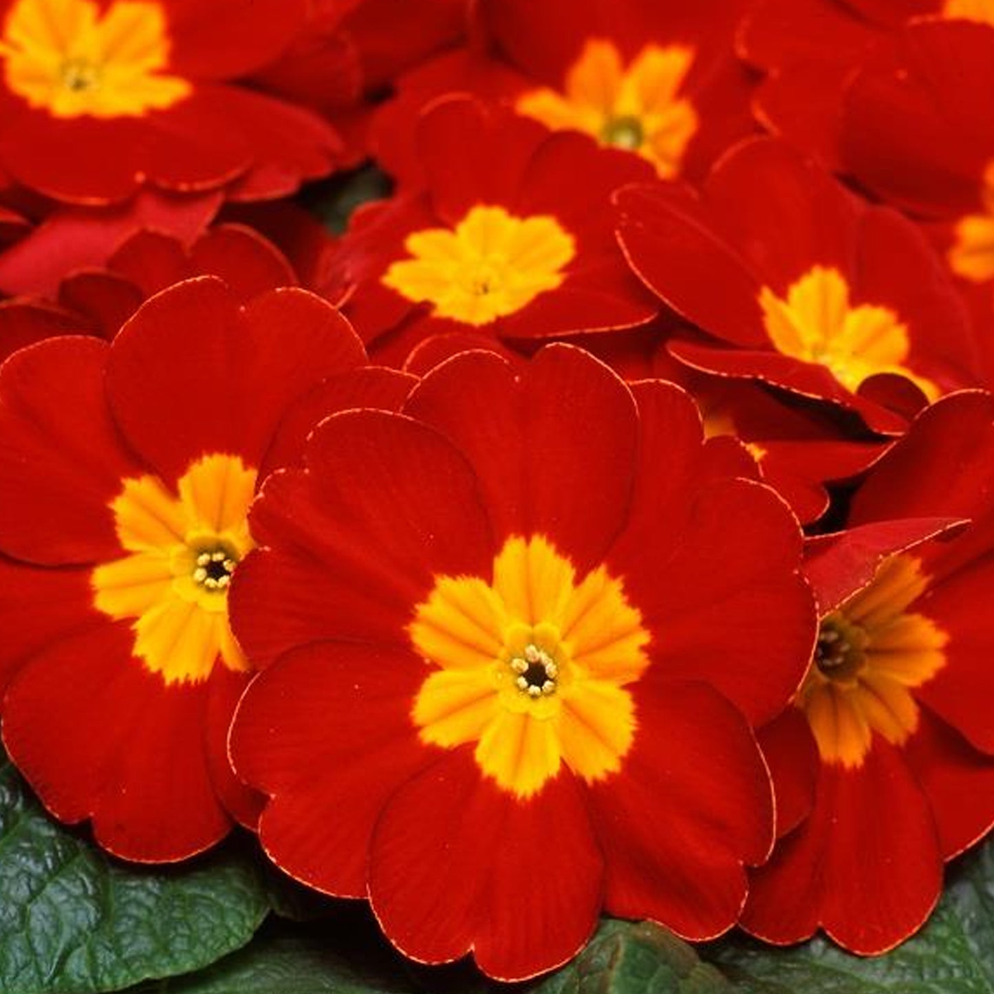 Bedding Plants - Polyanthus Red (6 Pack)